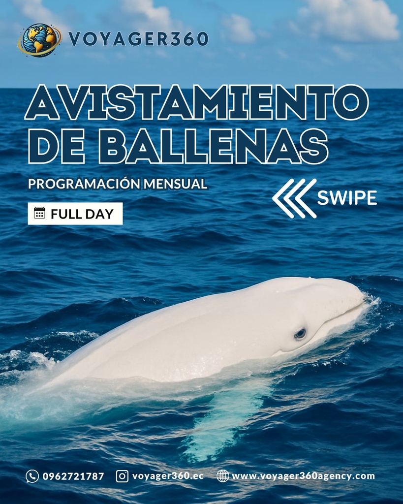 Avistamiento de ballenas 10% Adulto mayor